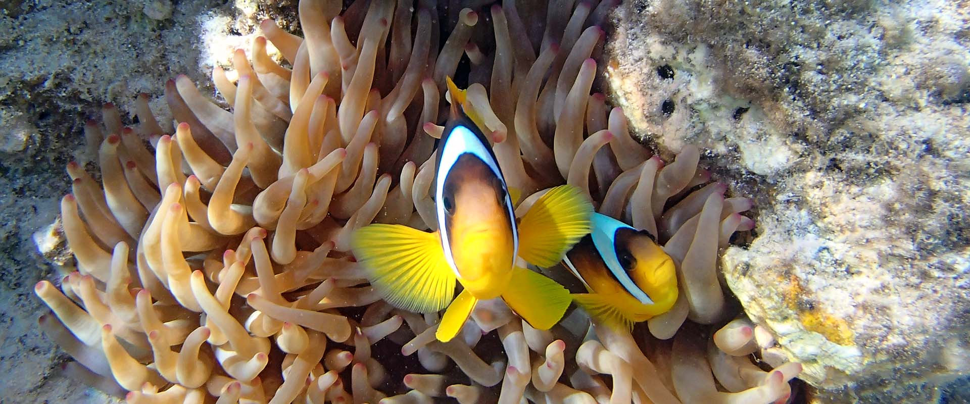 Best diving sites in Egypt